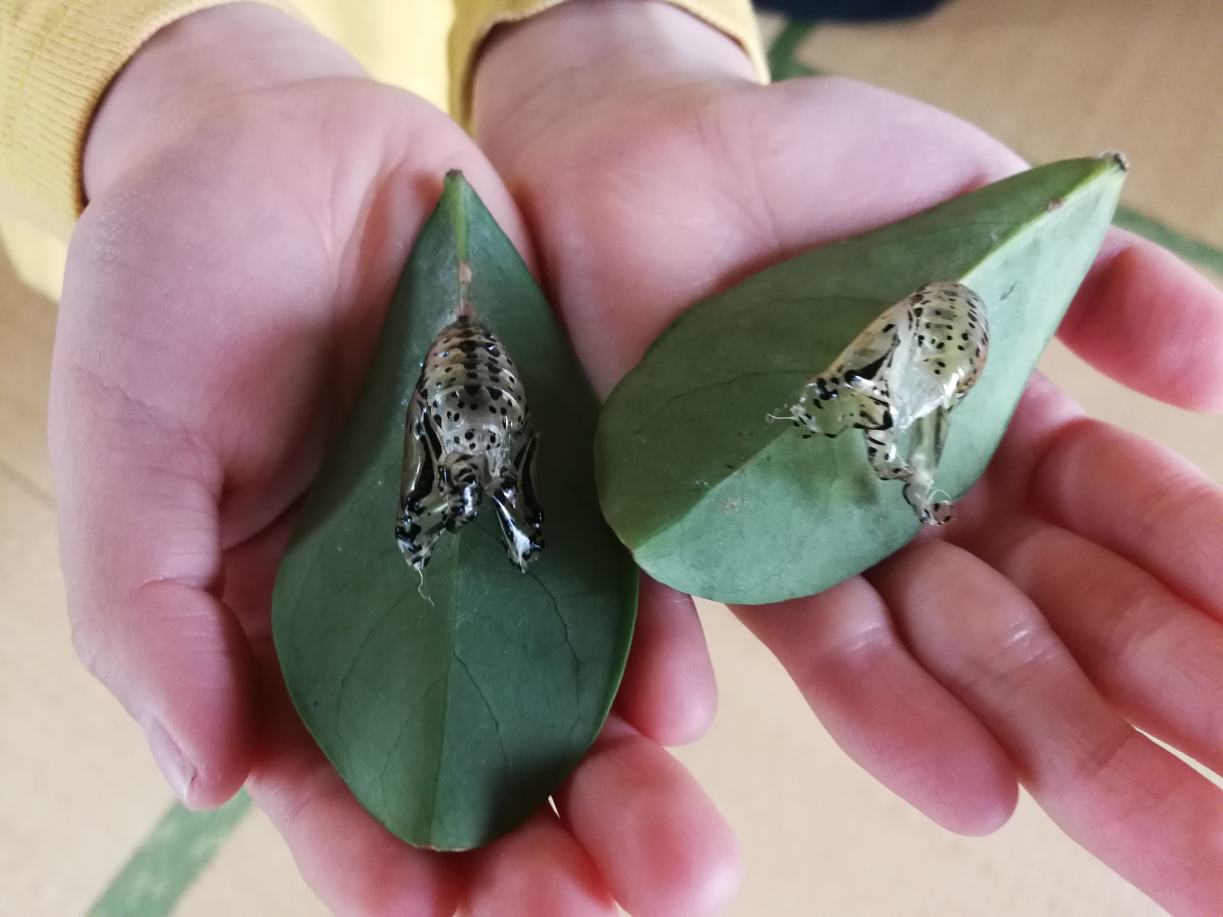 オオゴマダラの蛹の殻 ウリ Okinawa