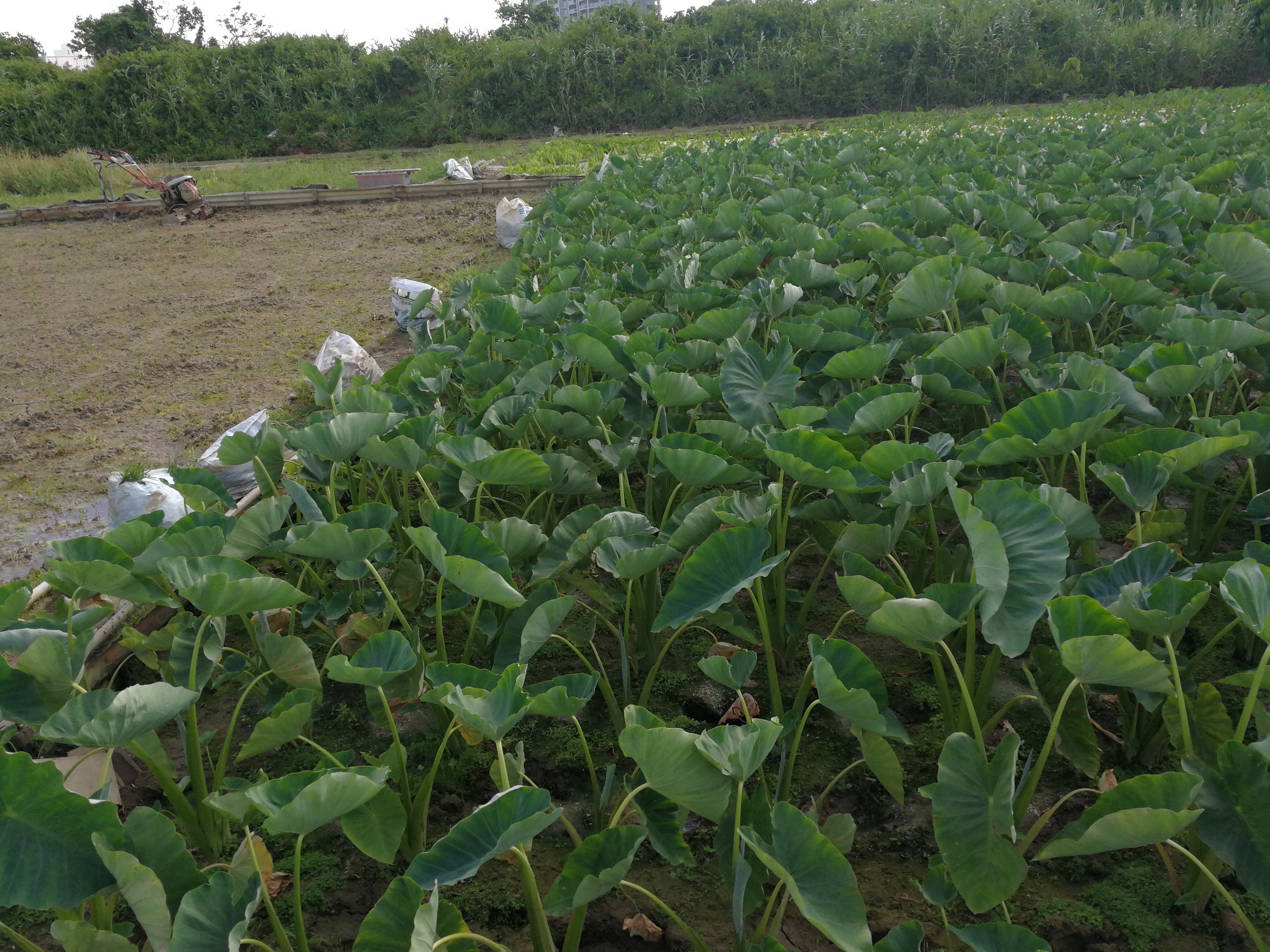 宜野湾市大山のター芋畑を子供と散歩 ウリ Okinawa