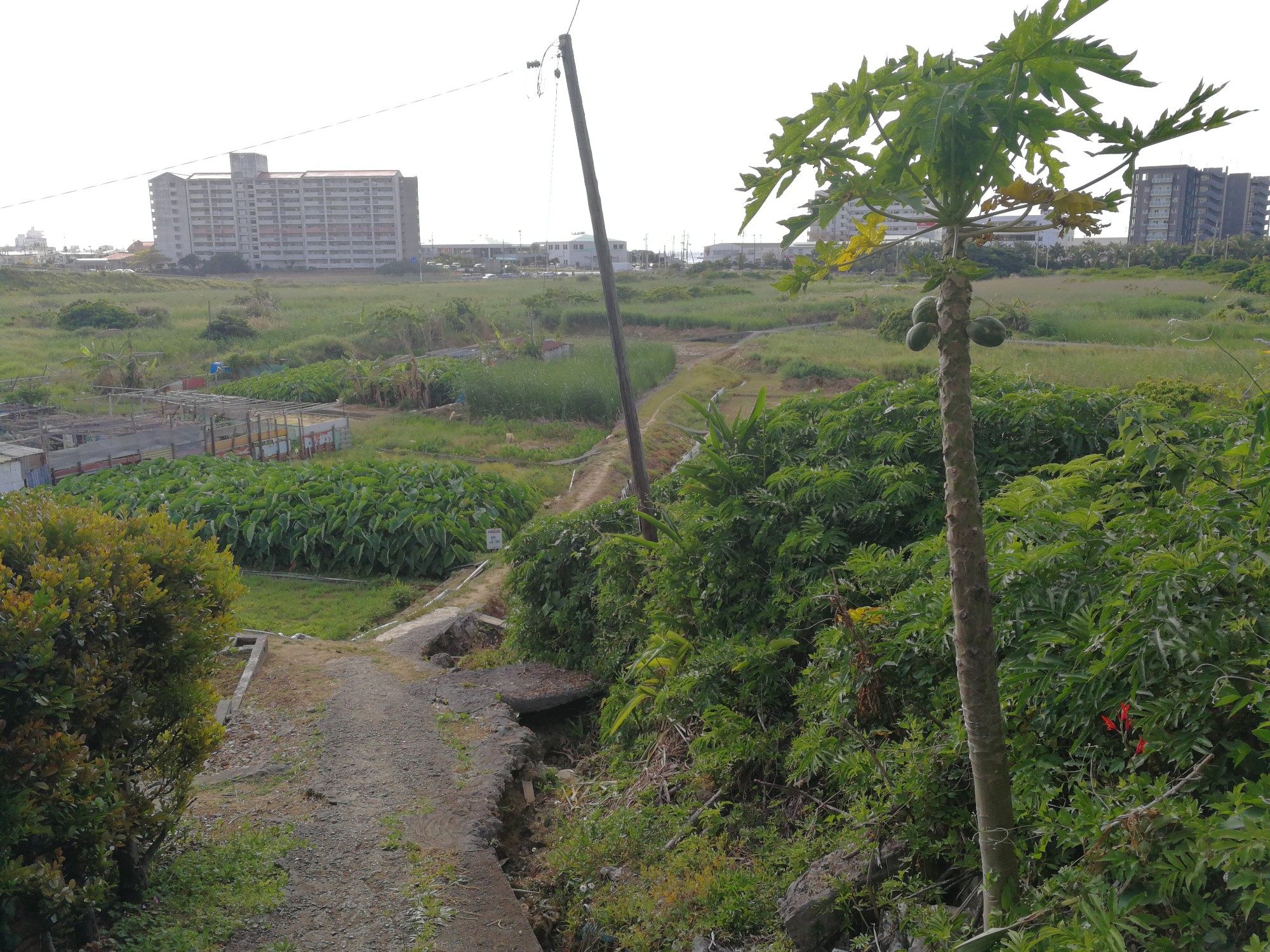宜野湾市大山のター芋畑を子供と散歩 ウリ Okinawa