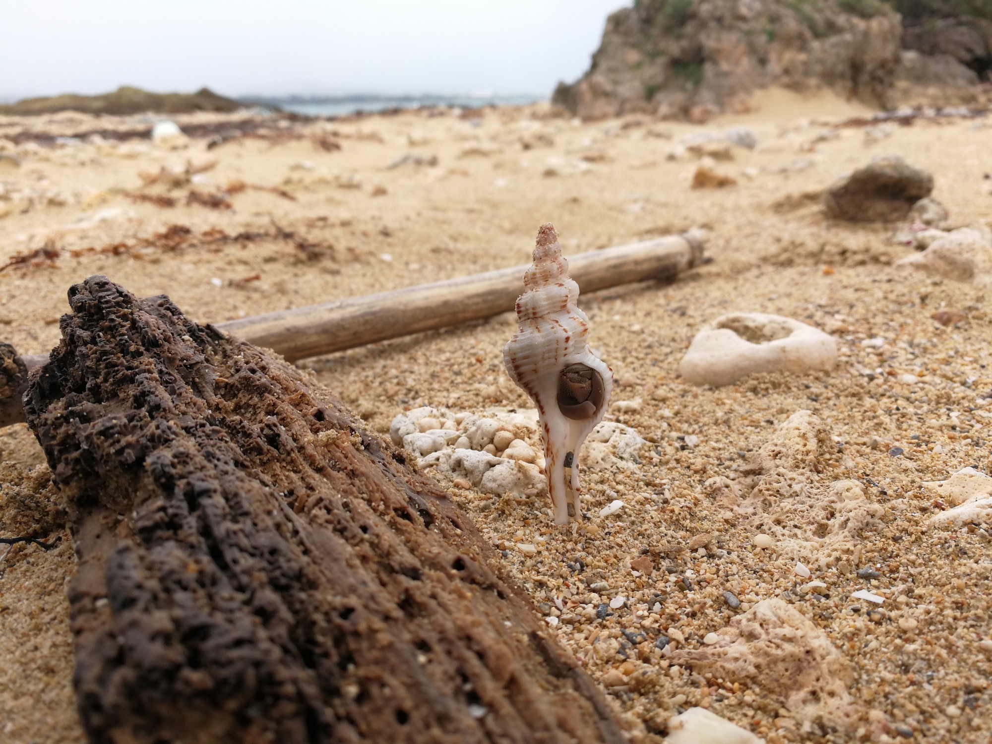 貝殻からヤドカリを追い出す方法 ウリ Okinawa